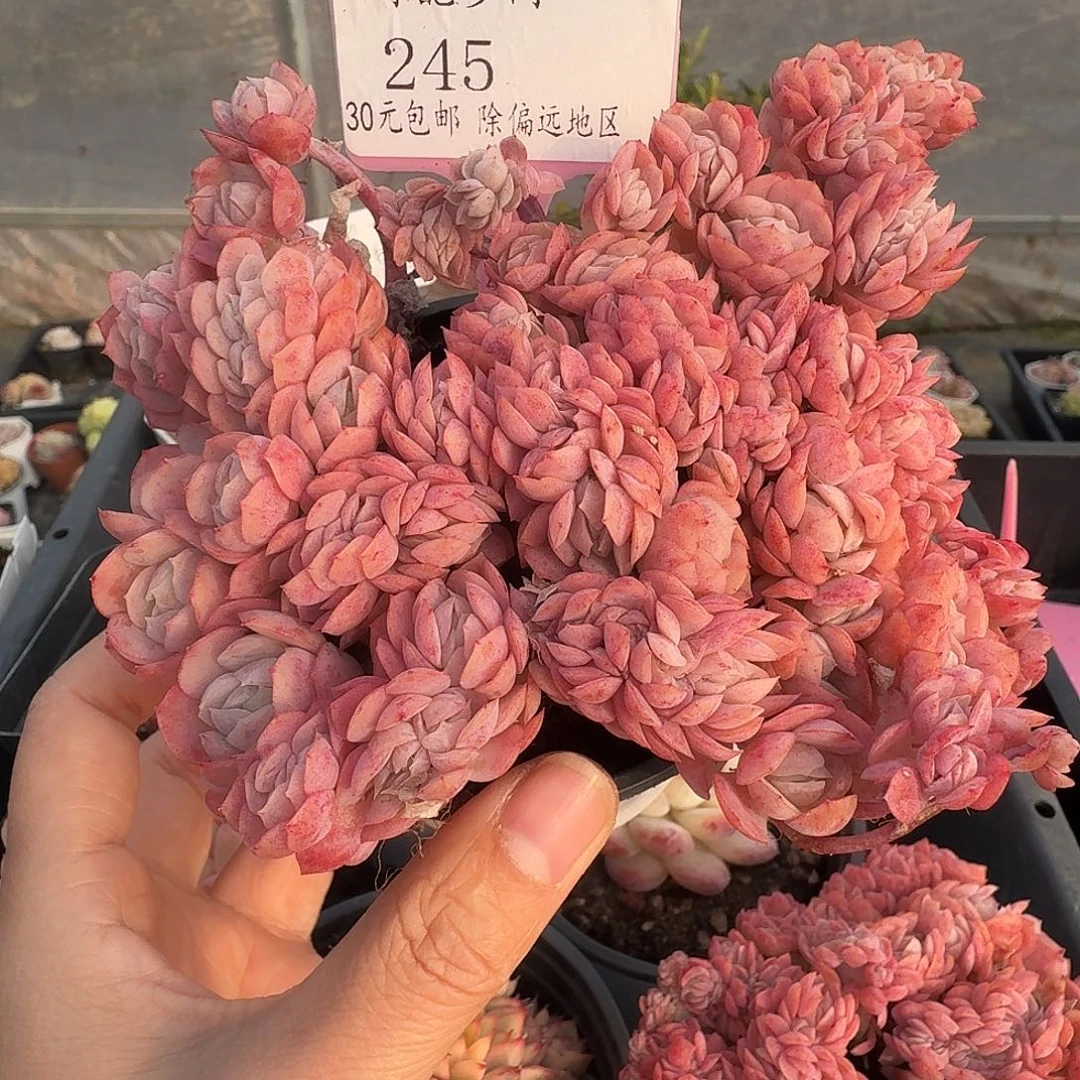 245 脱土 不包整 30元包邮非偏远