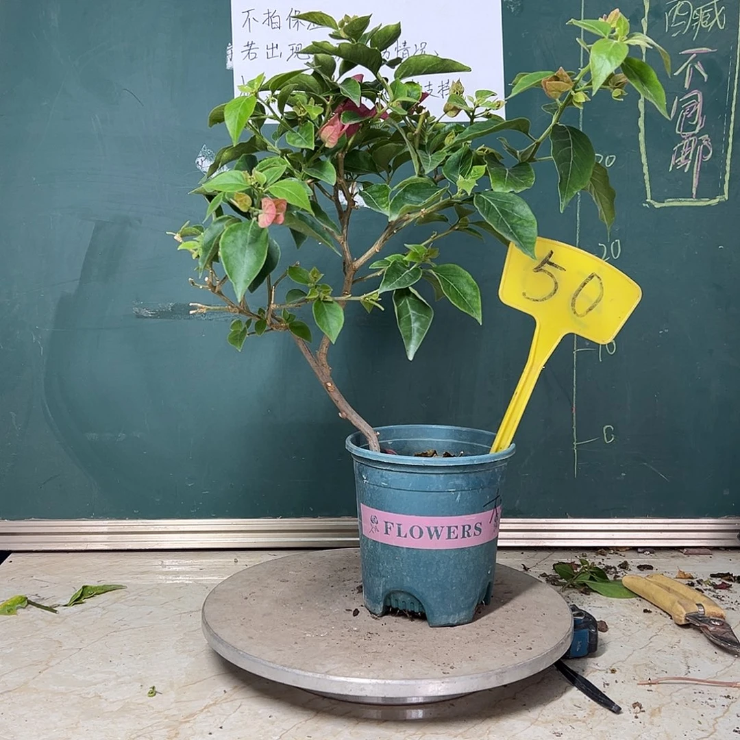 完全开放天鹅绒大咖啡50