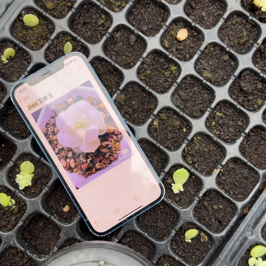 皦玉穴一个满25包邮