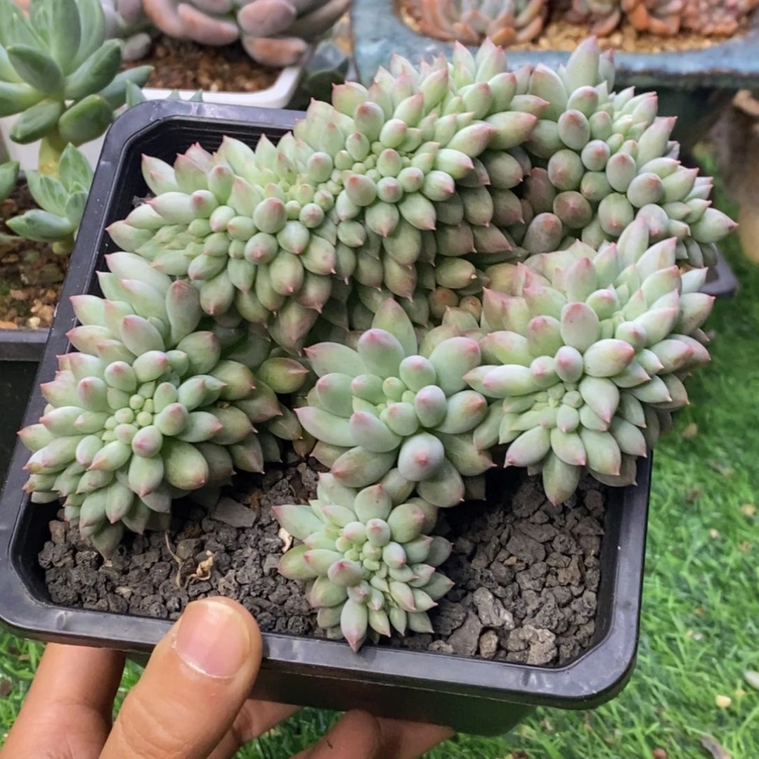 所罗门缀化15厘米