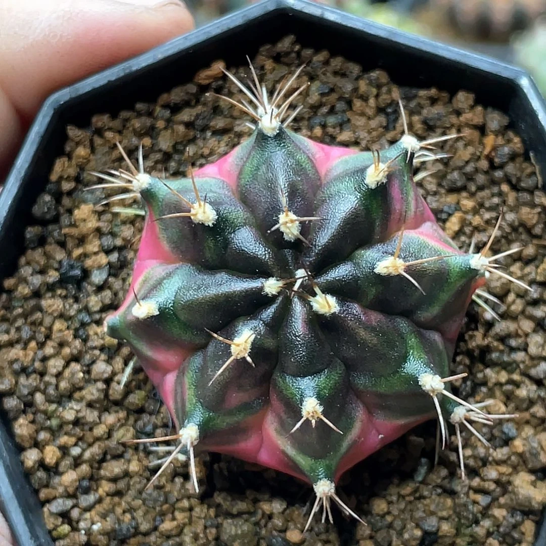 当前无花朵，栽培后可花朵