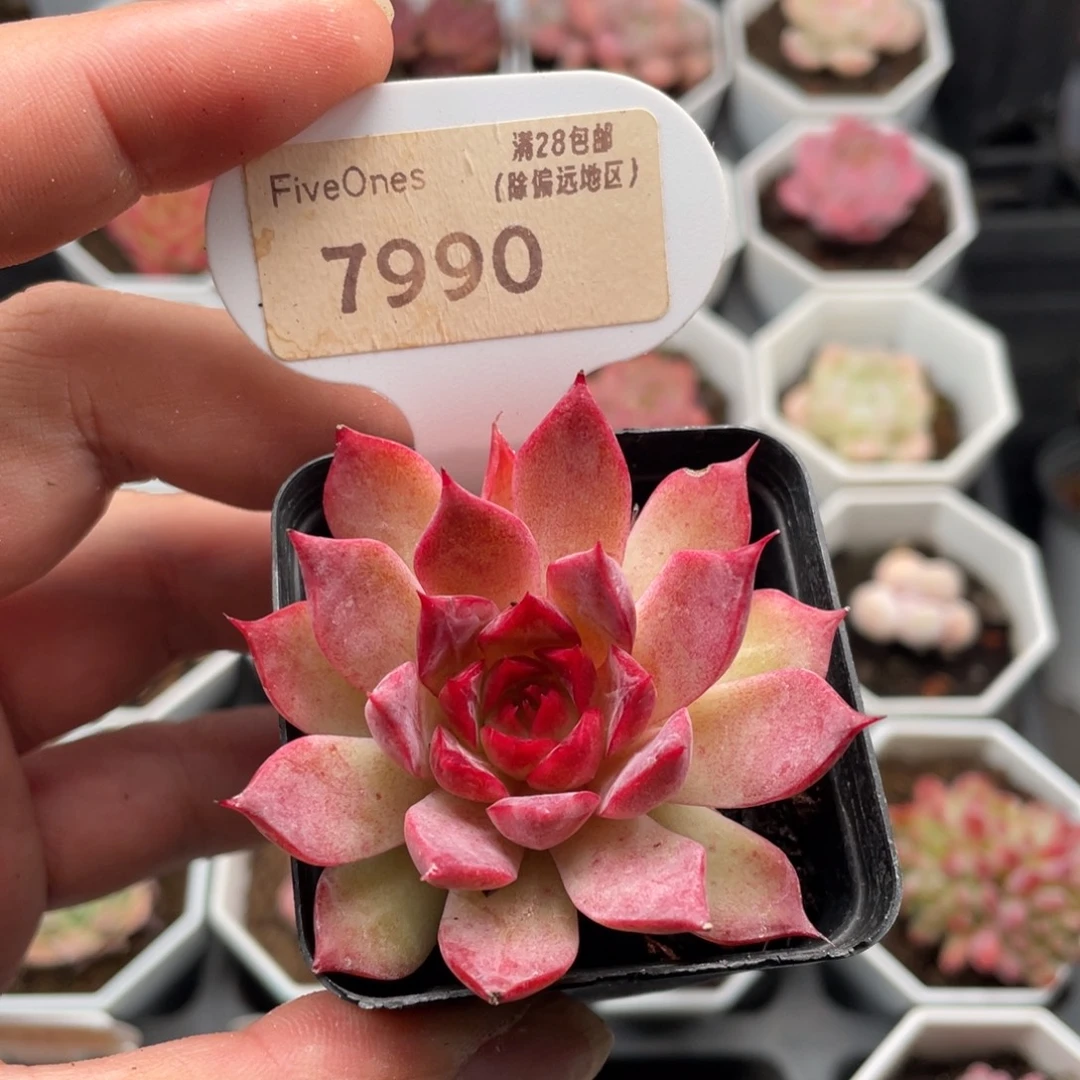 小海螺7990-5.5厘米