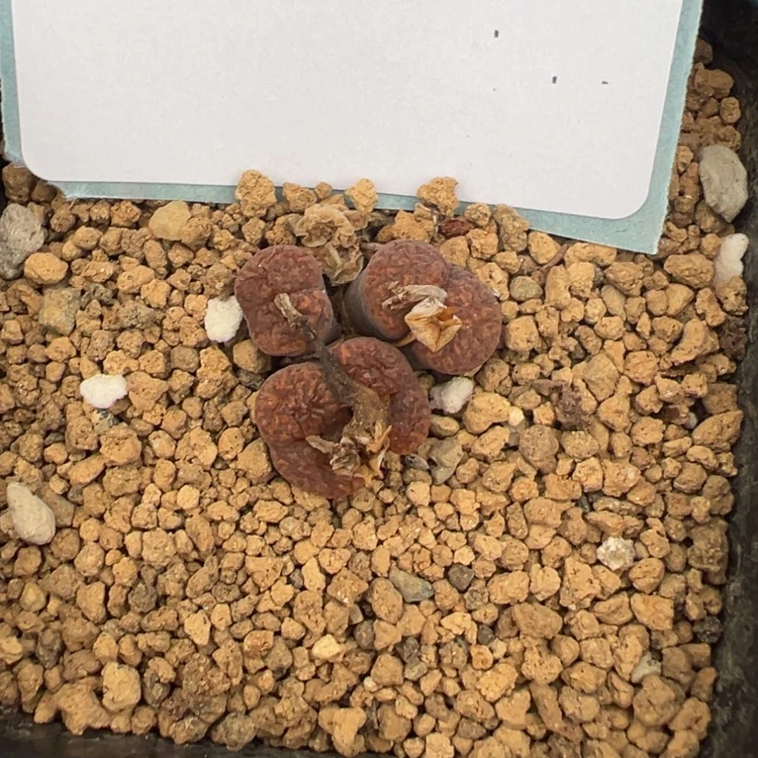 11-80肉锥多肉植物，