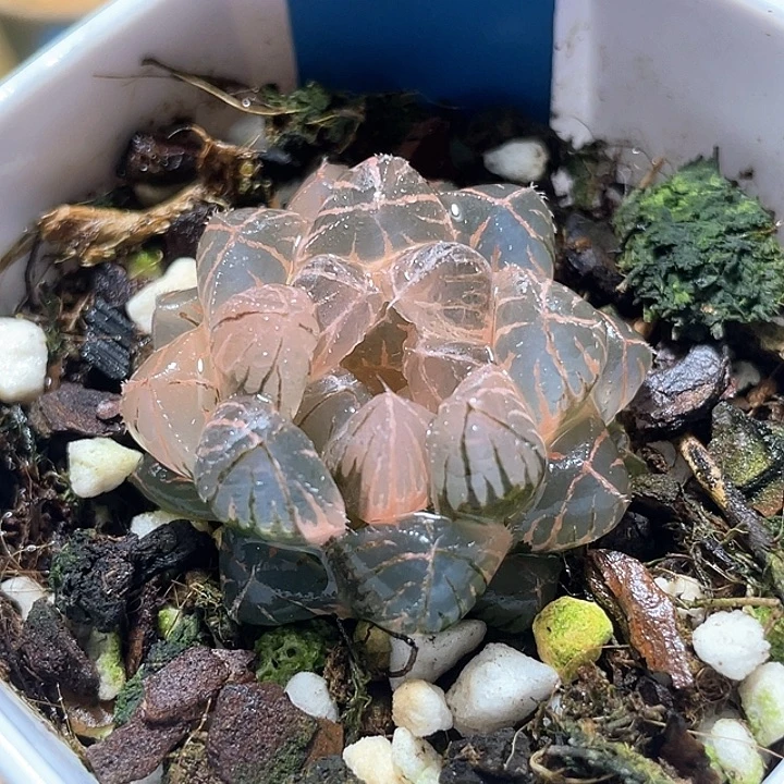 771糊斑绯桃锦特选福利