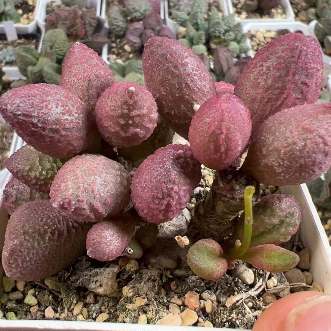 138号多肉植物水泡