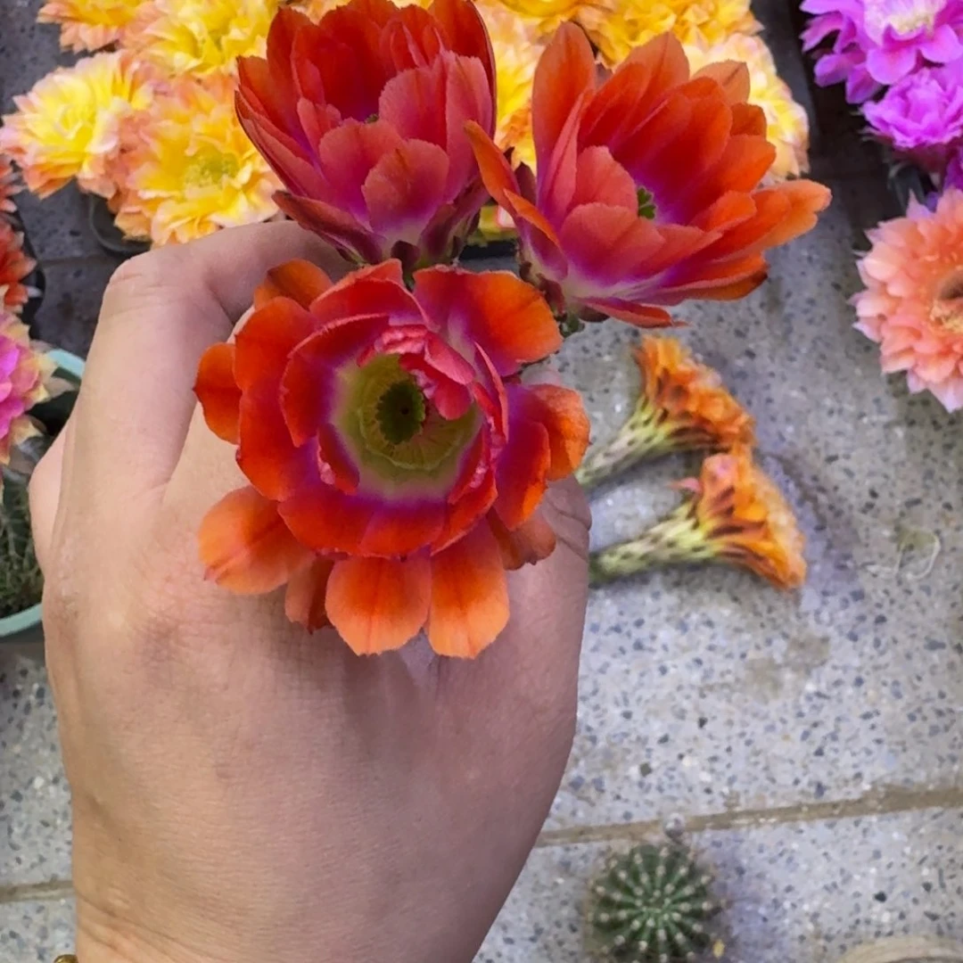 374橘水仙无根侧牙小一个，20包邮