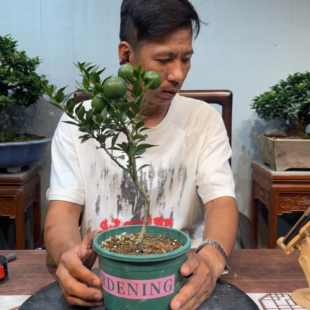 当前无花朵，栽培后可花朵珍*惜