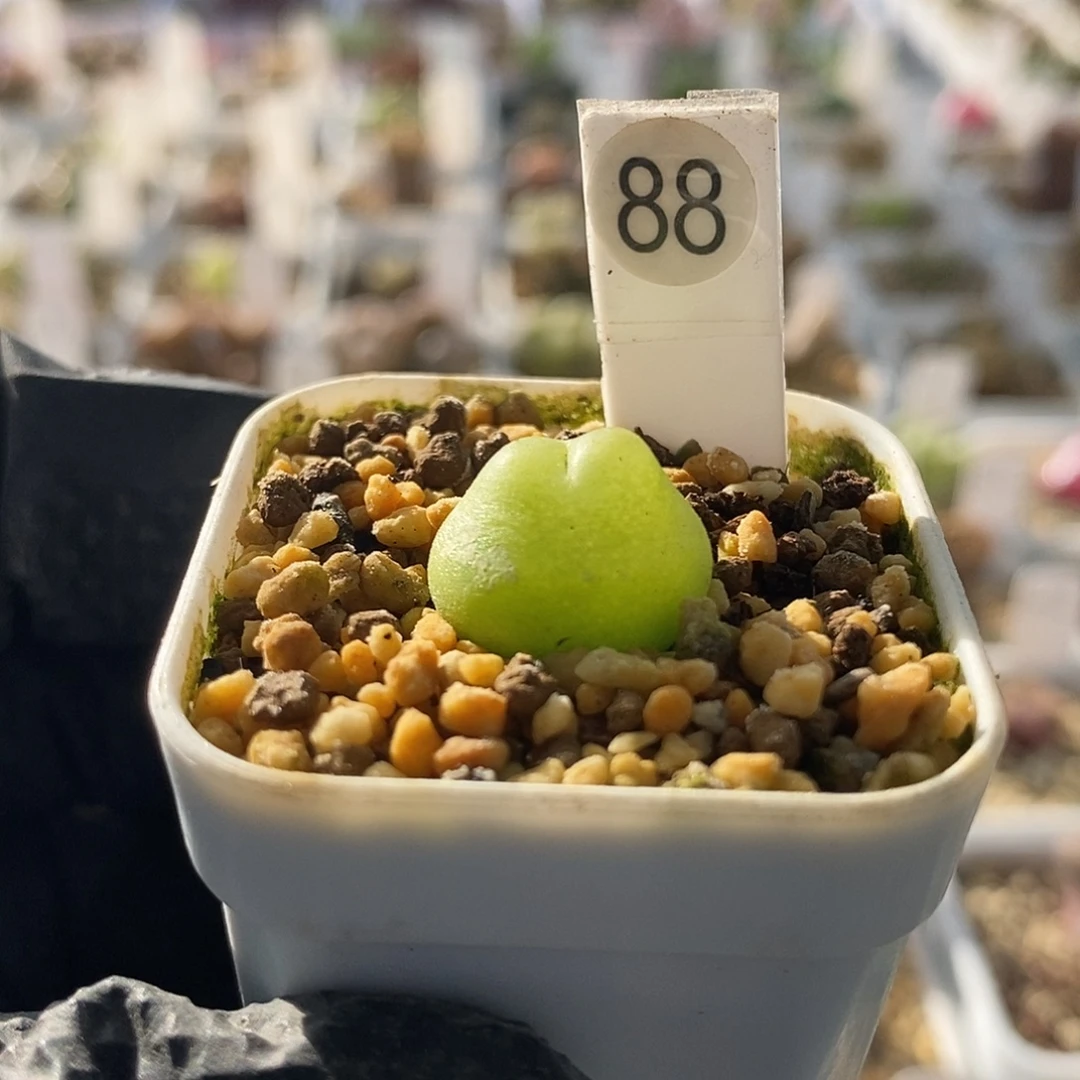 一物一拍拉登三年尺寸1.6