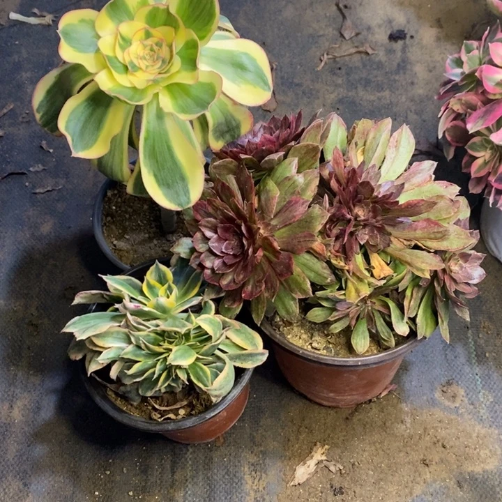 3盆多肉断头不包2121