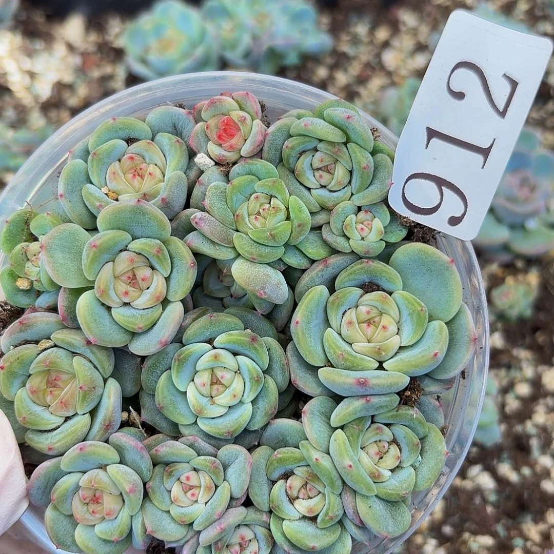 多肉植物多肉植物912