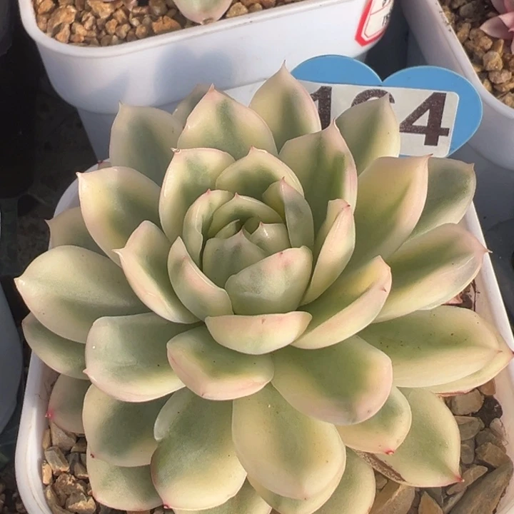 寒酥锦一物一拍锦龙