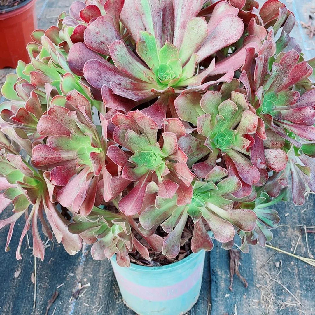 精品花月叶一颗30