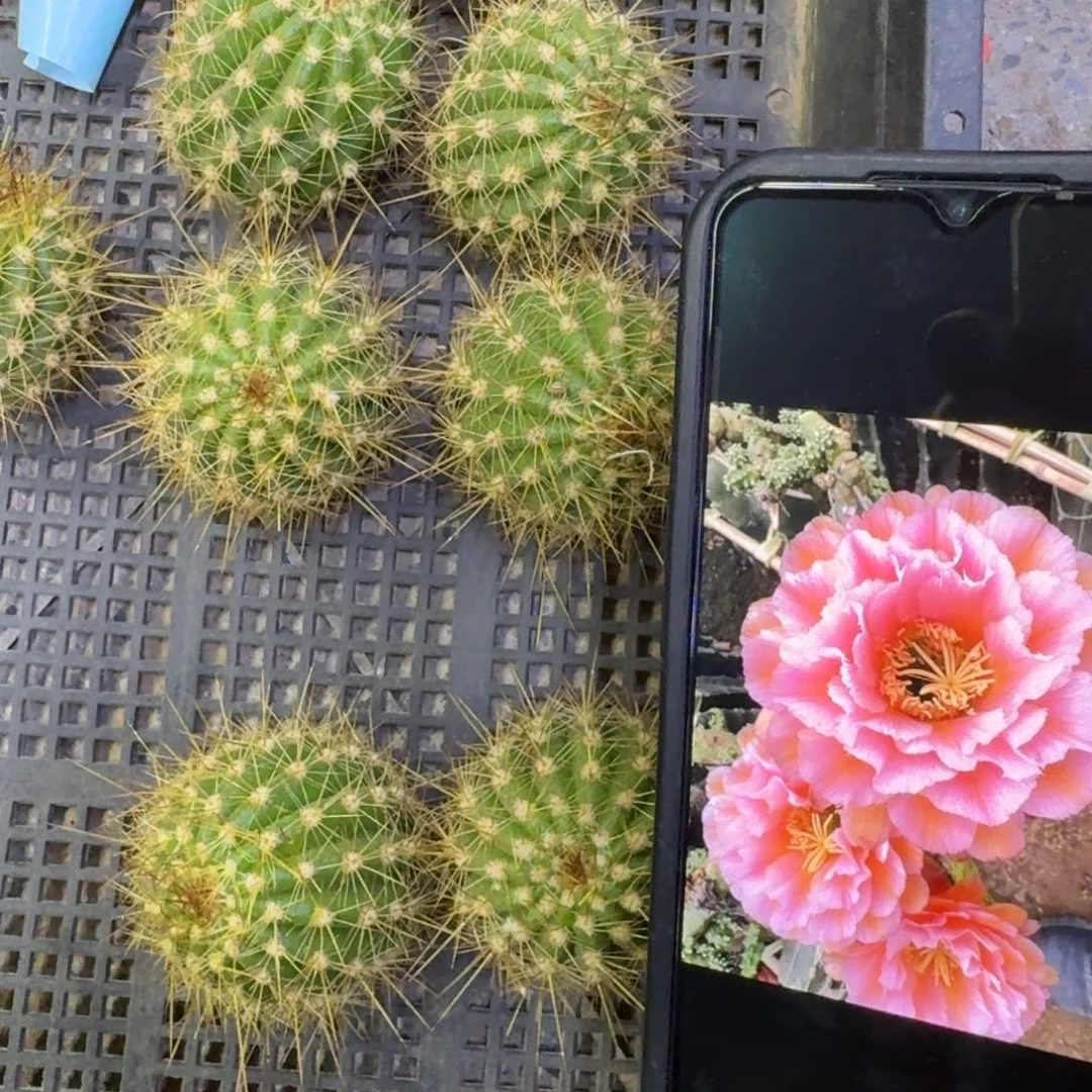 54毛花柱贵妃歪4公分左右无根侧牙，20包邮