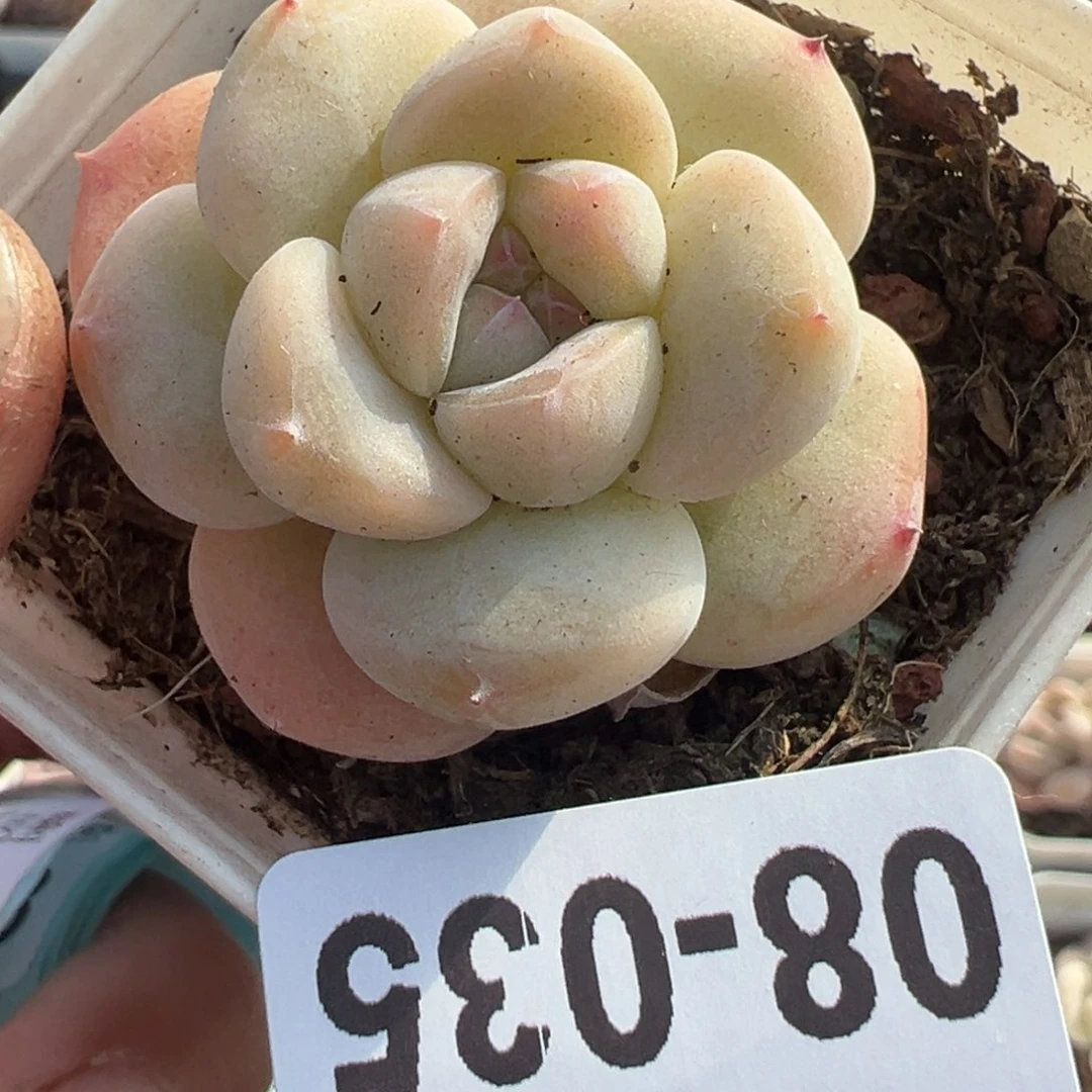 小卡拉米糖心一物一拍8-35