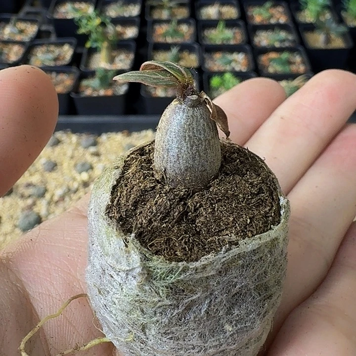 S***S索科特拉沙漠玫瑰1111