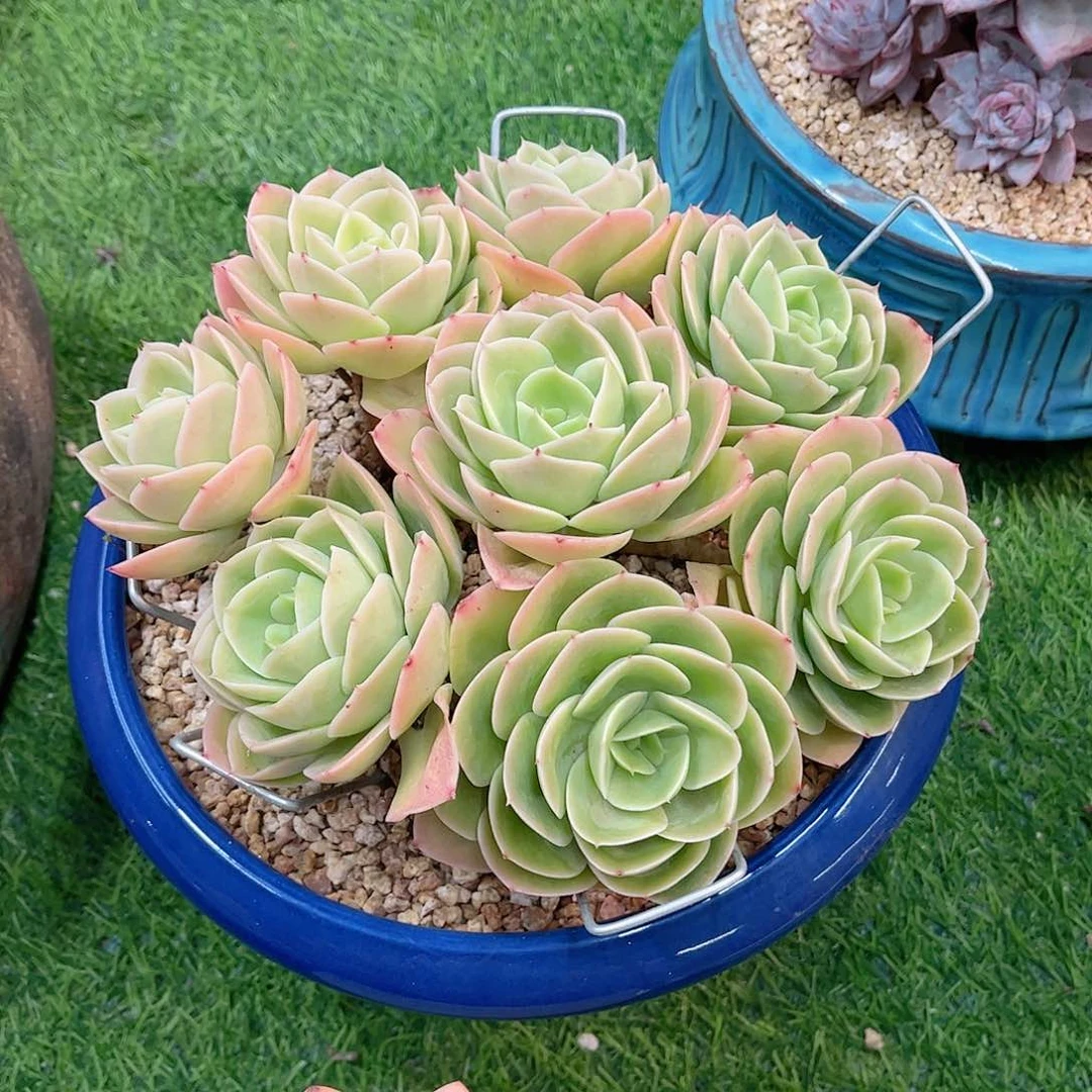 訫*星娜塔捧花精品多肉