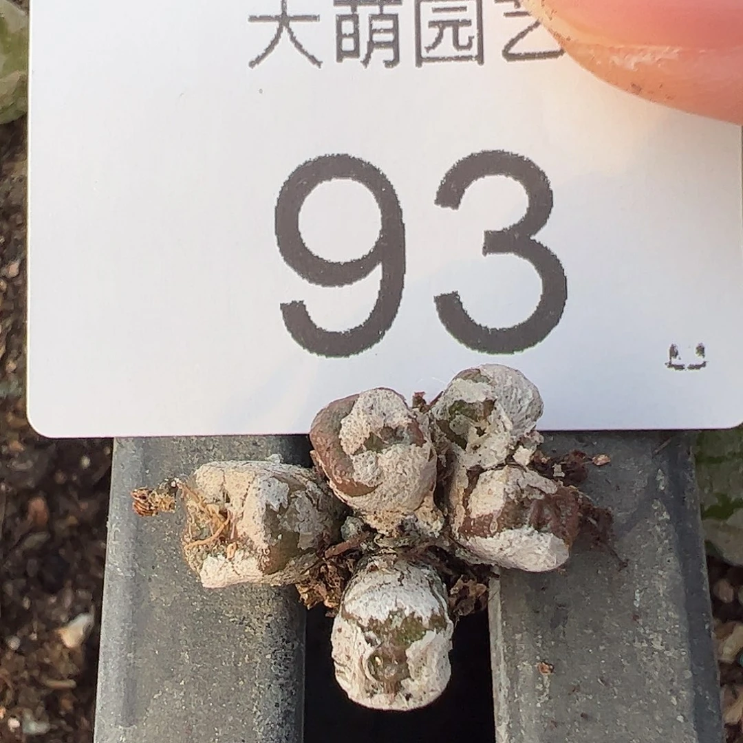 一物一拍。       93