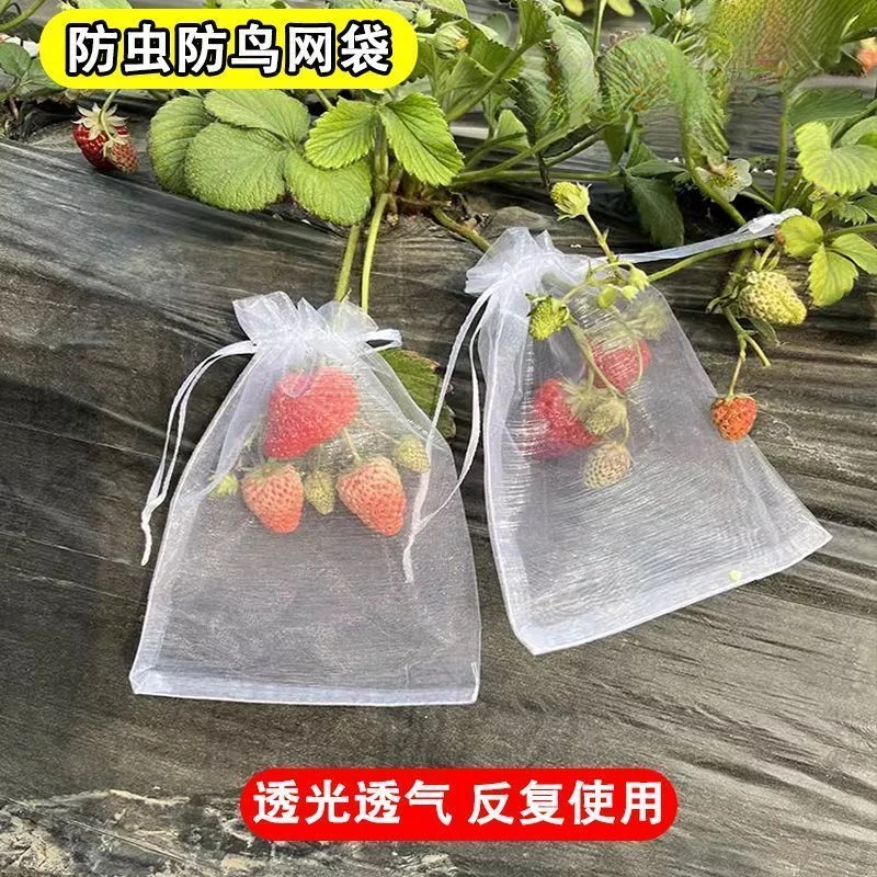 水果防虫果子防鸟保护草莓袋网袋透气番茄蓝莓套袋专用袋防虫网袋