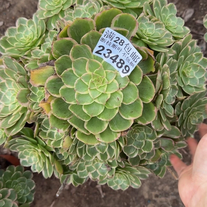 23489莲花座多肉植物