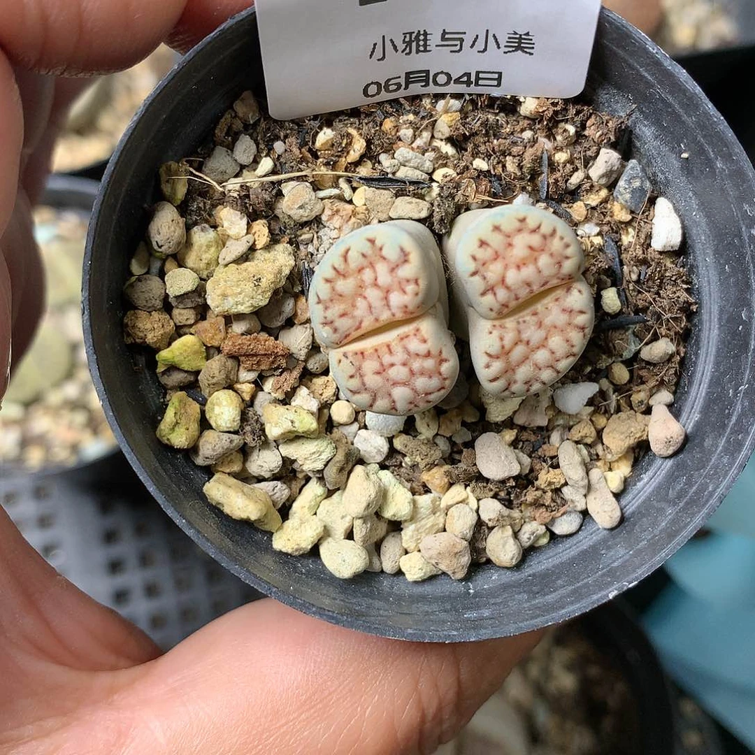 E458多肉植物保护研究所