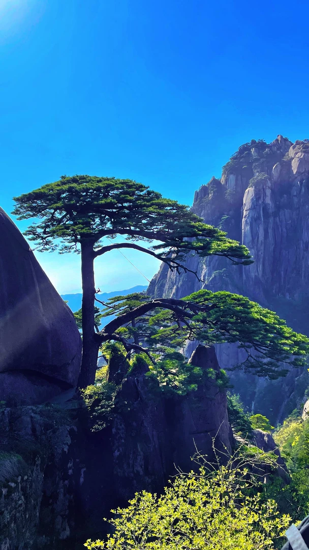 黑松油松赤松 一树一拍