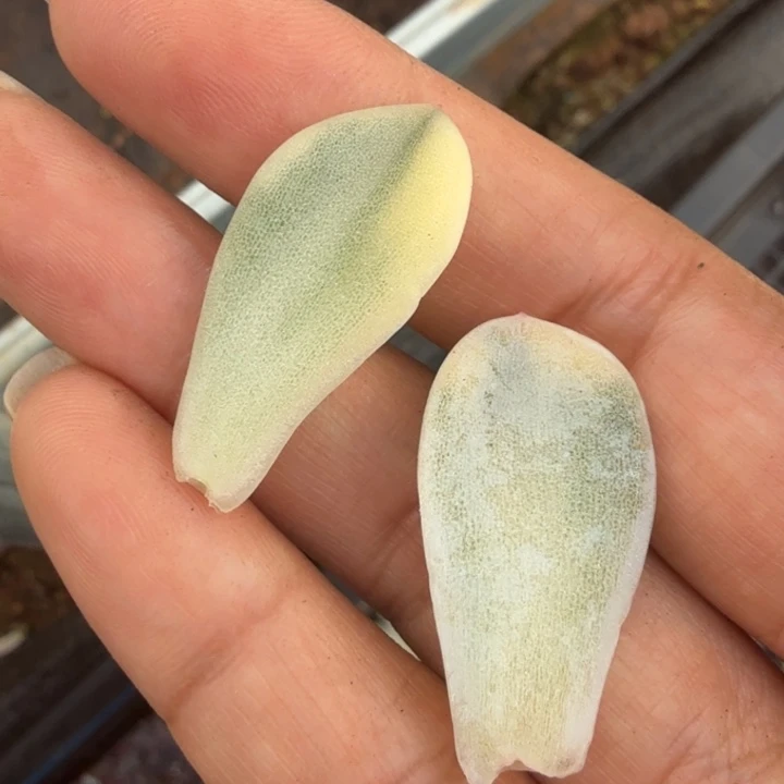 一组冰玉锦 叶片价格