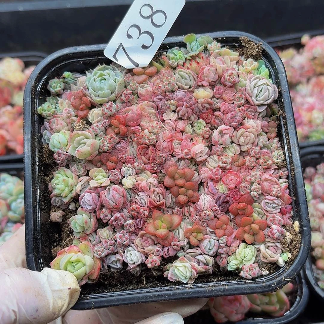 多肉植物多肉植物738