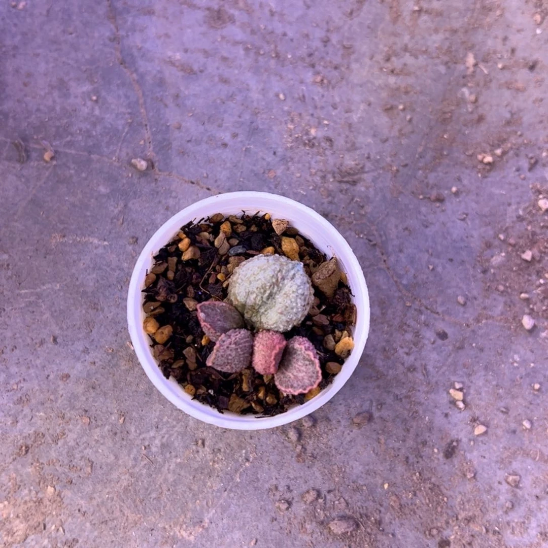 小****r紫斑哈默杂。     多肉