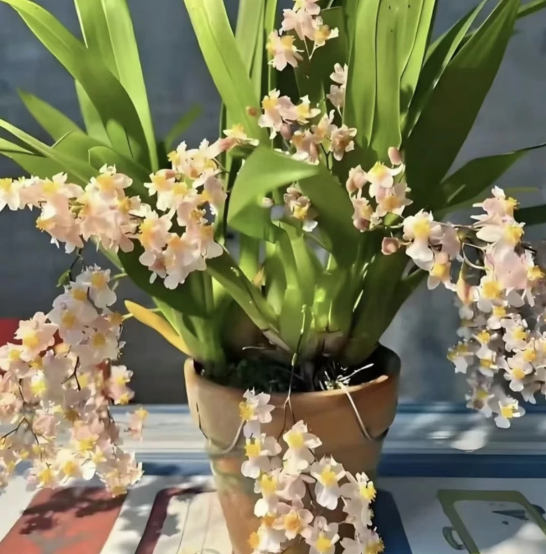 梦香兰（香槟罗曼香）开花带香味 香味浓郁 奶油香 部分花以开