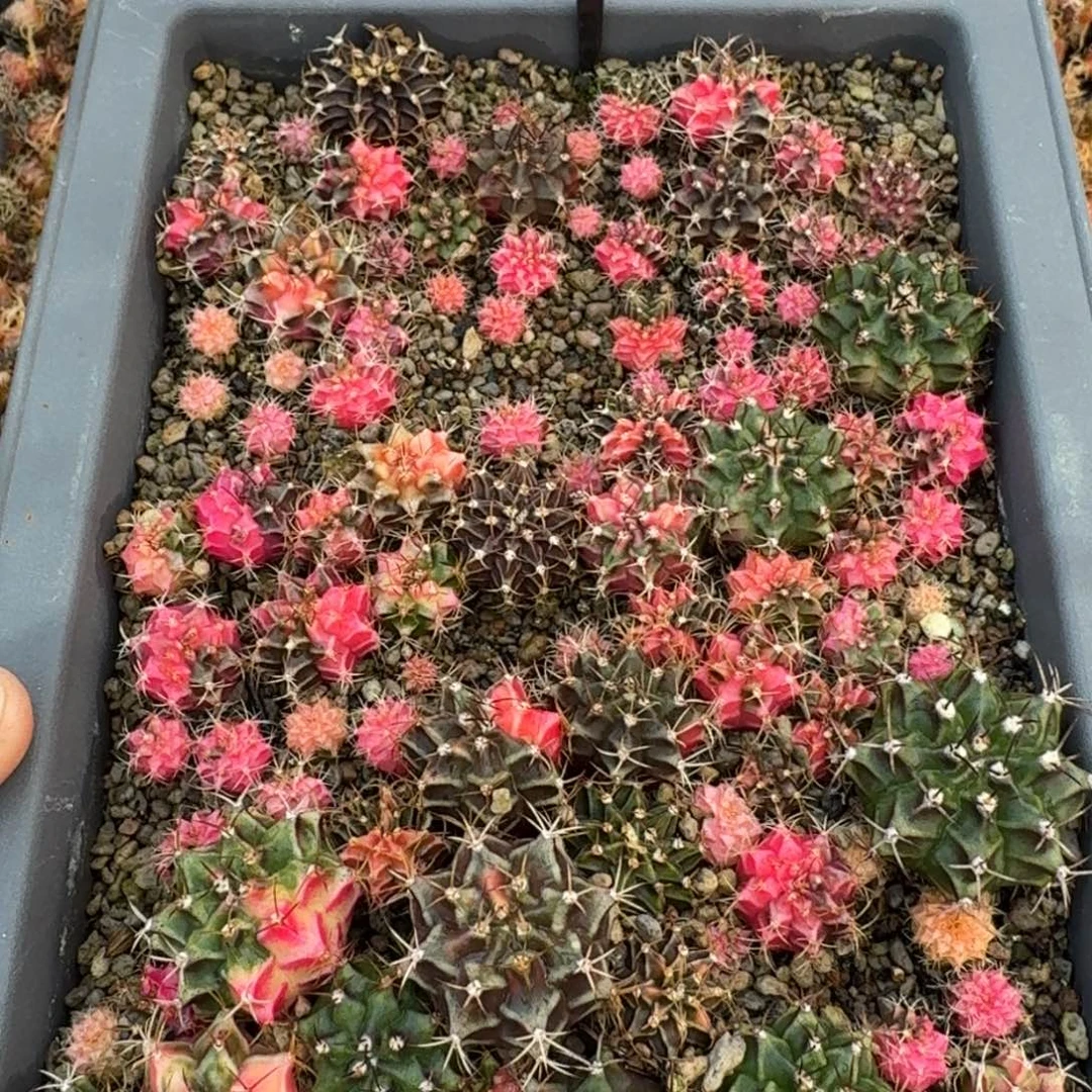 米哈实生自然锦海轮系列整框205