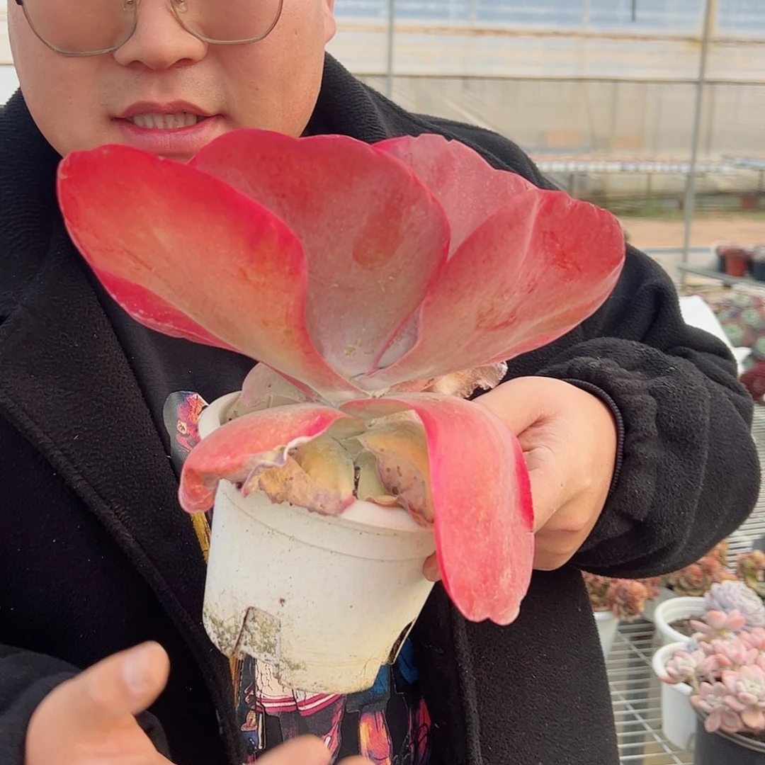 唐印超级大单头多肉