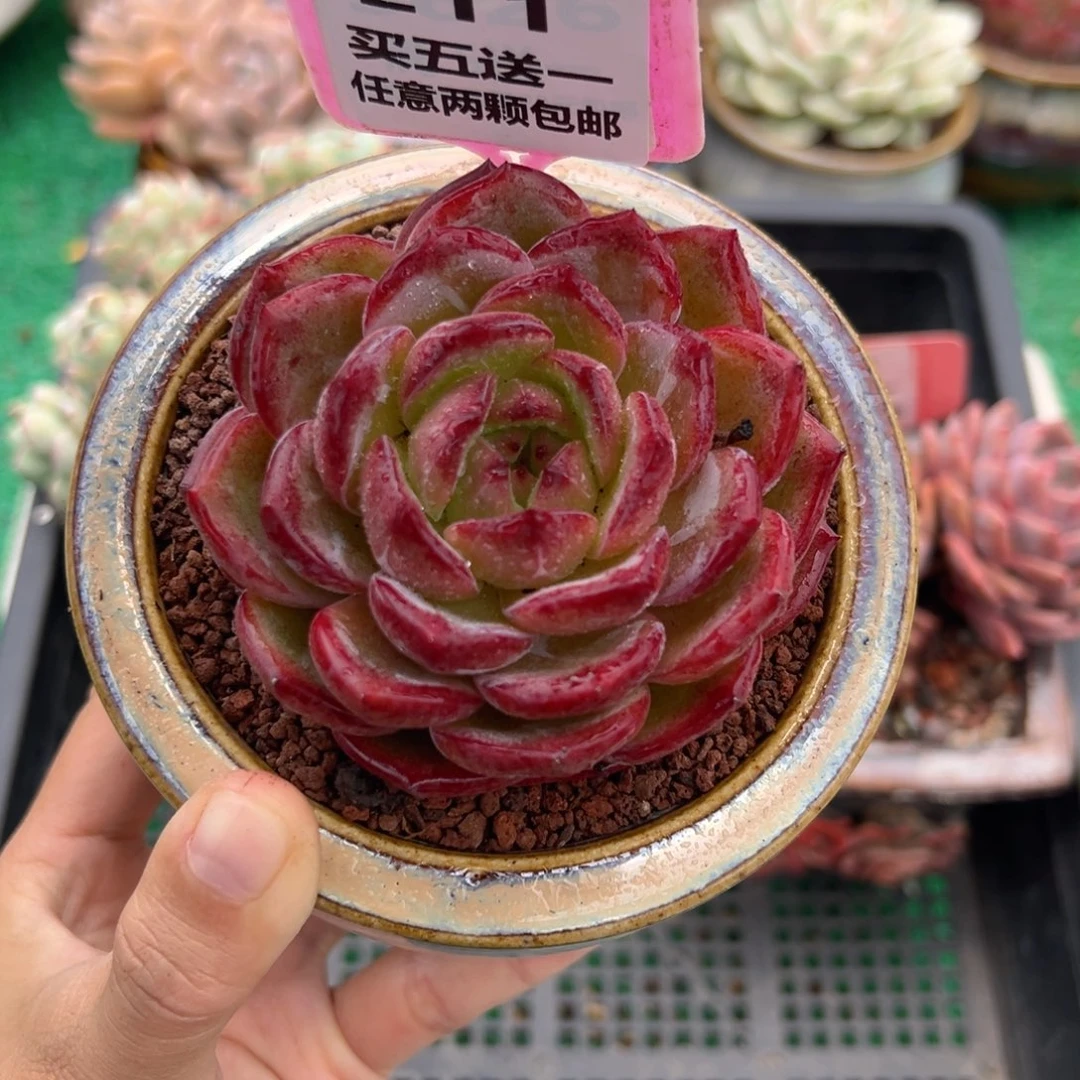 表妹精品多肉植物211.