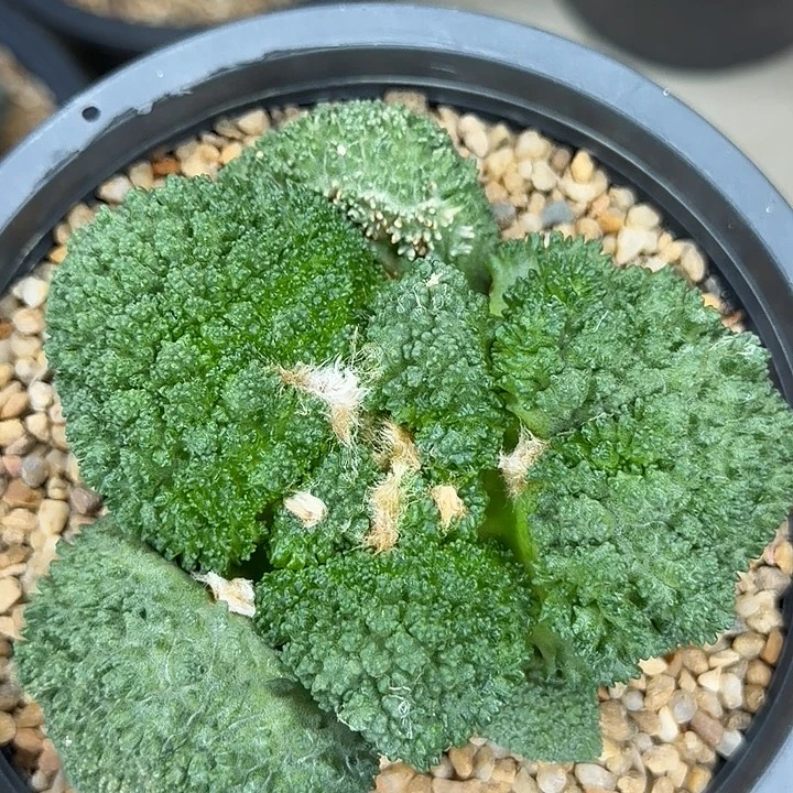 外星怒家的超级哥斯拉血怒