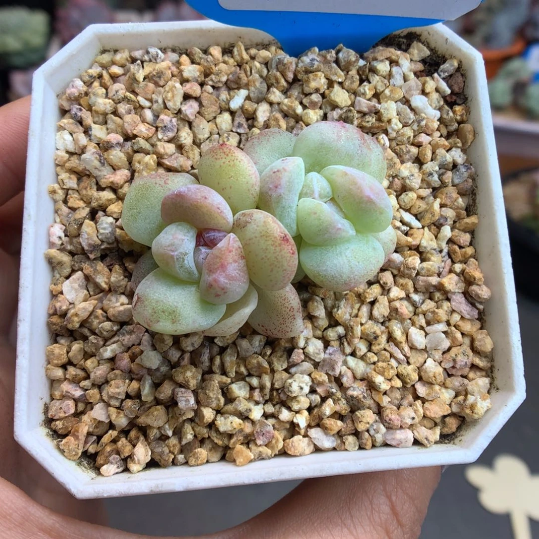 136异色双头冰玉石化多肉