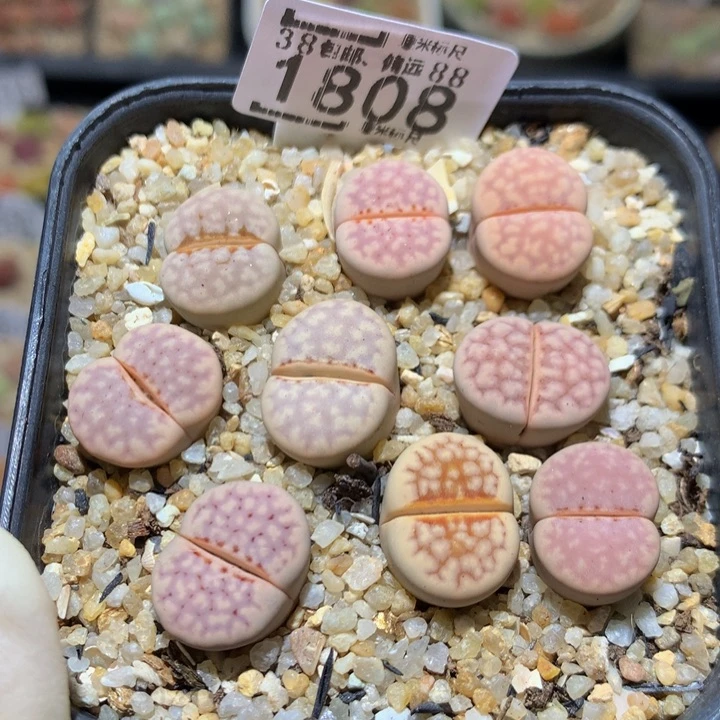 Sss精品生石花1808