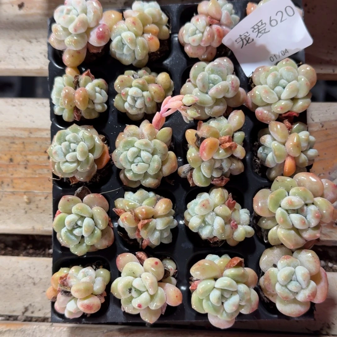 直播福利一物一拍620