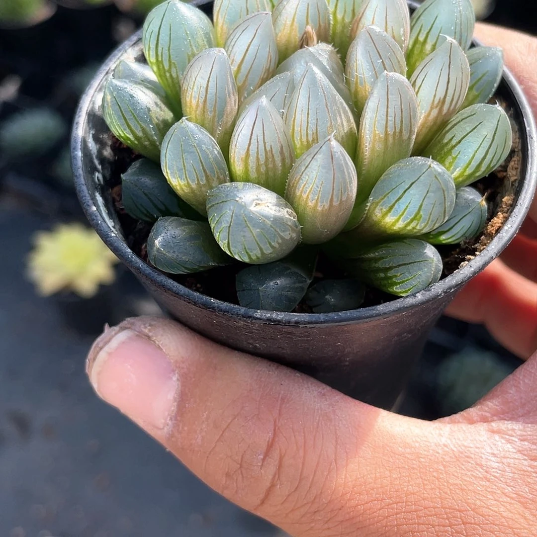 黑姬玉露带盆发货多肉