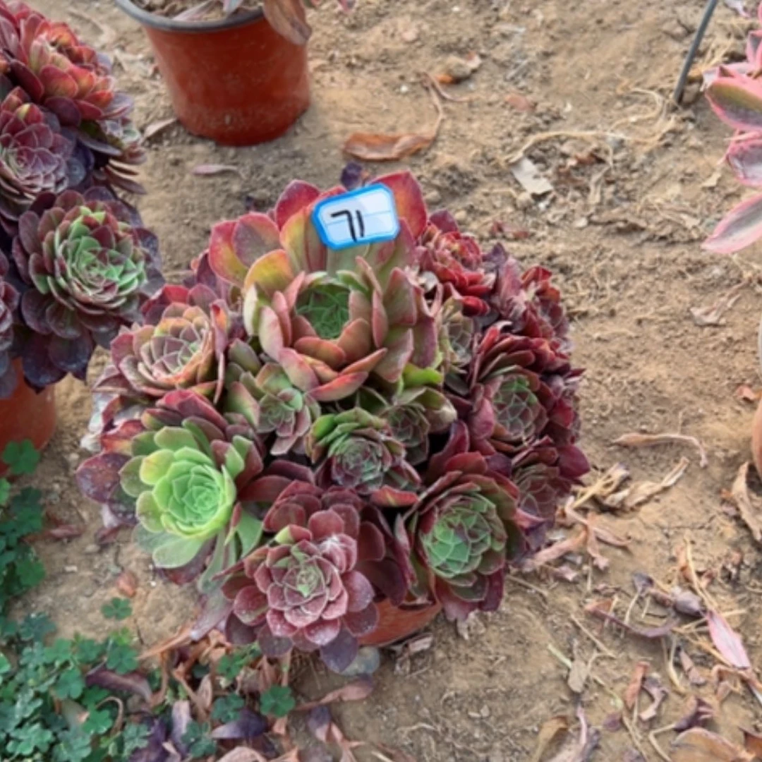 【闪购商品】多肉植物花月夜71