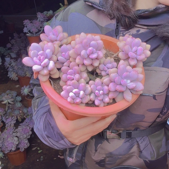 小****中盆掏蛋老桩多肉植物