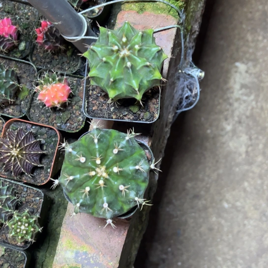 萼****）泰系米哈，两颗一起发