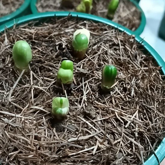 无花朵君子兰小苗君子兰小苗君子兰小苗君