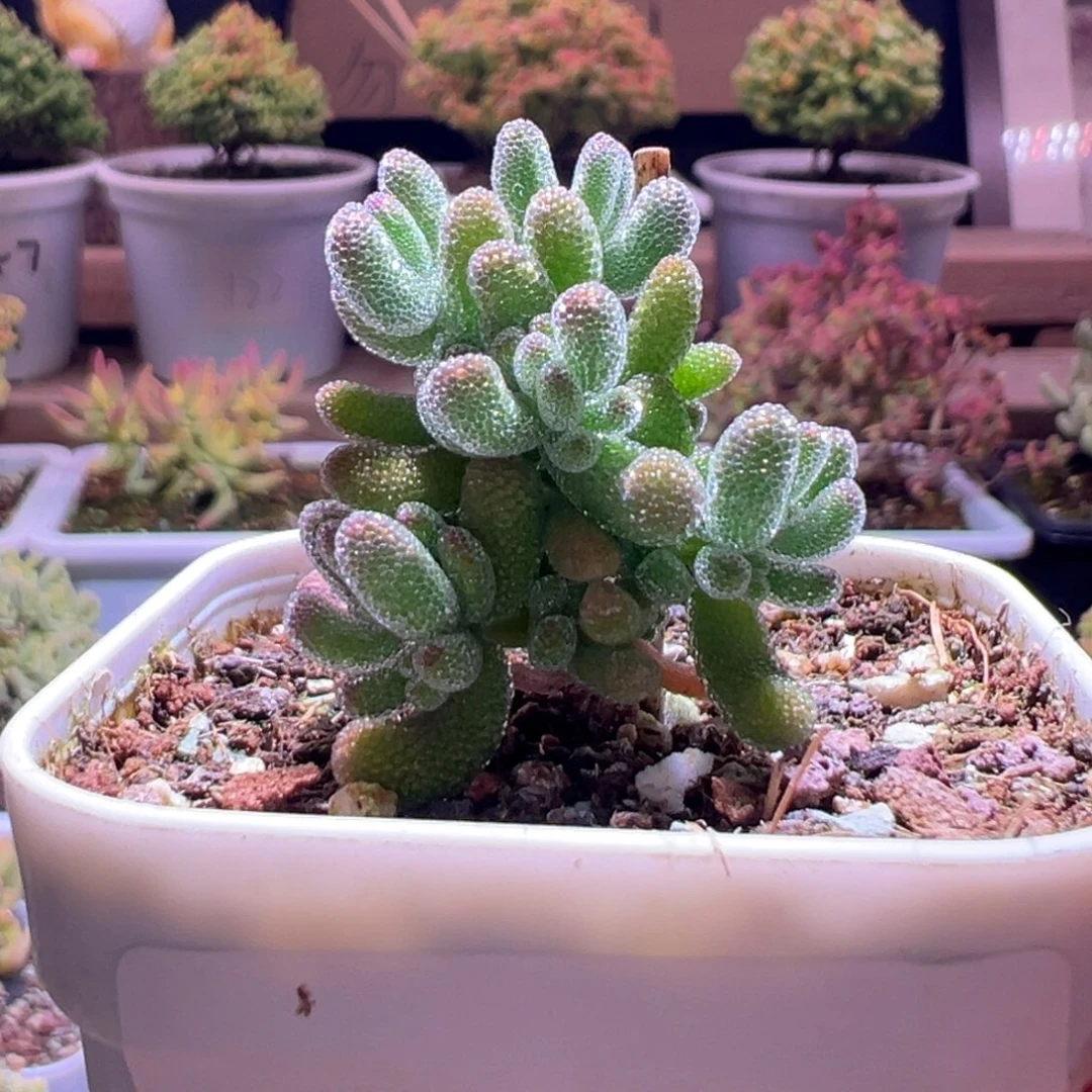 332冰晶一物一拍包开箱