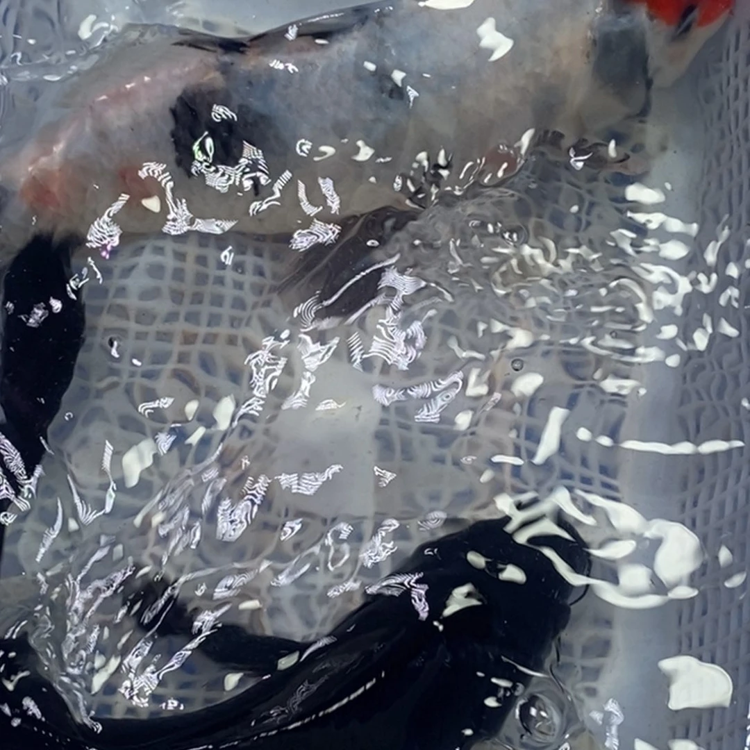 海水鱼锦鲤（无开箱视频不售后）