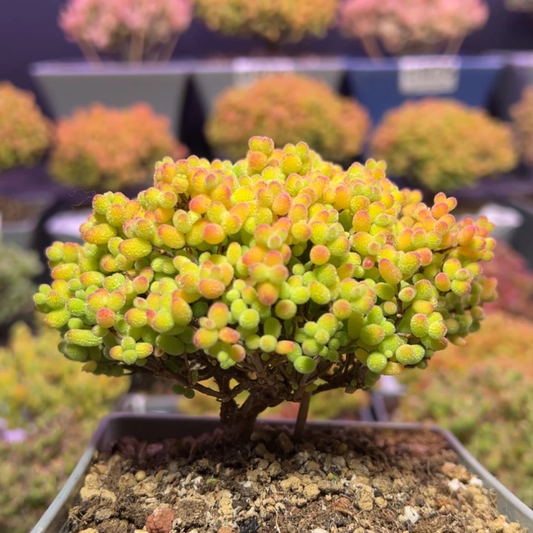 【闪购商品】d951老桩金桔枝干番杏