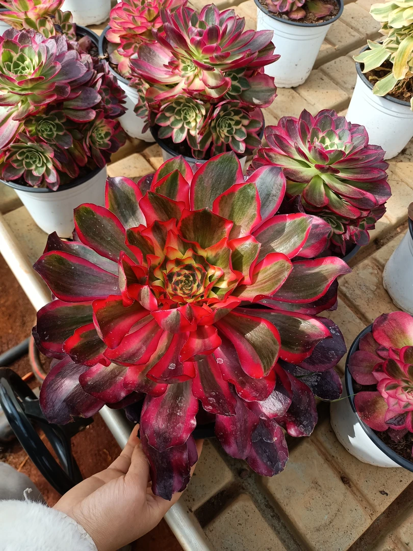 云南莲花掌属好看又好养红魔女