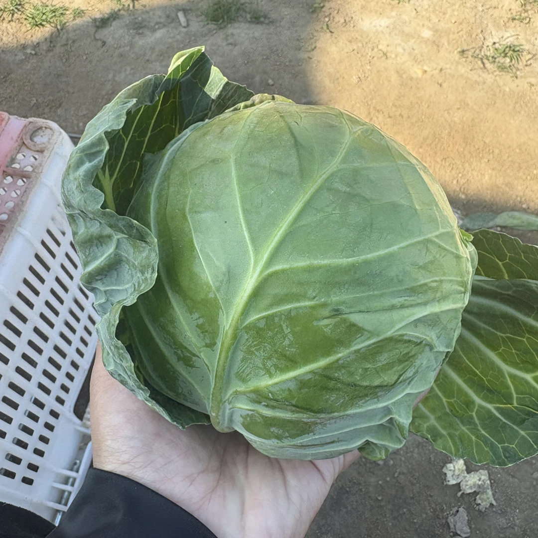 潮汕隆江本地包菜