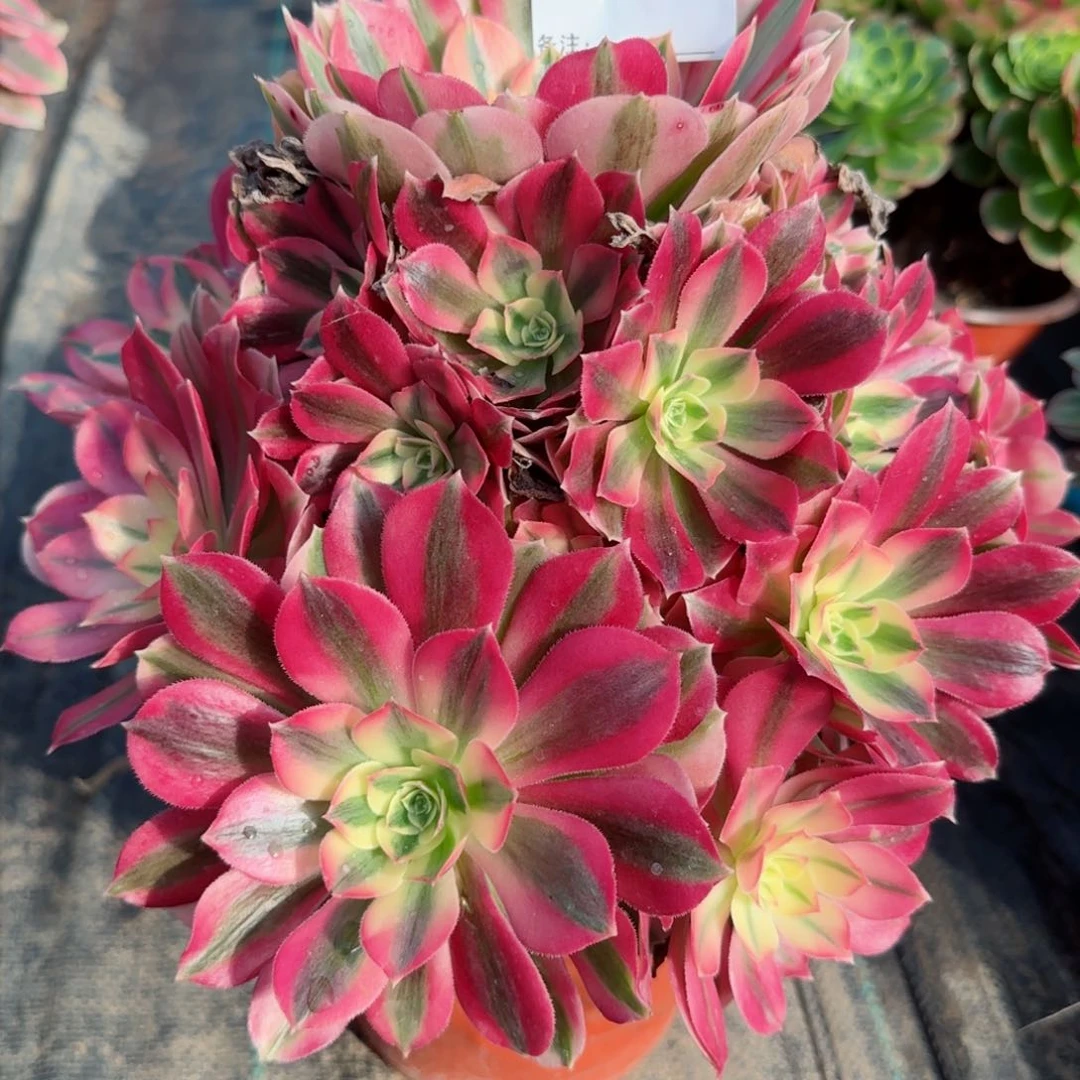 5672多肉粉女巫多肉