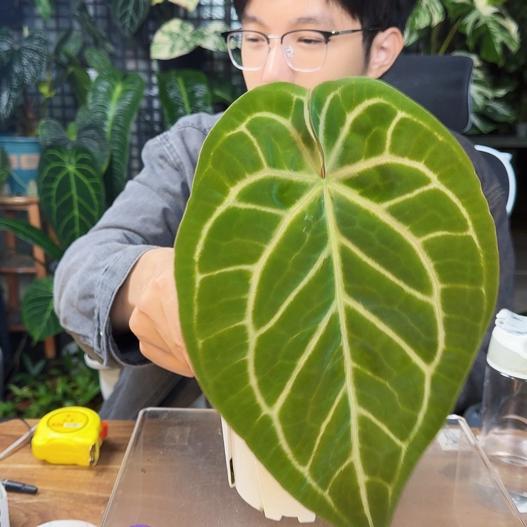 梭***糕完全开放一物一拍N134