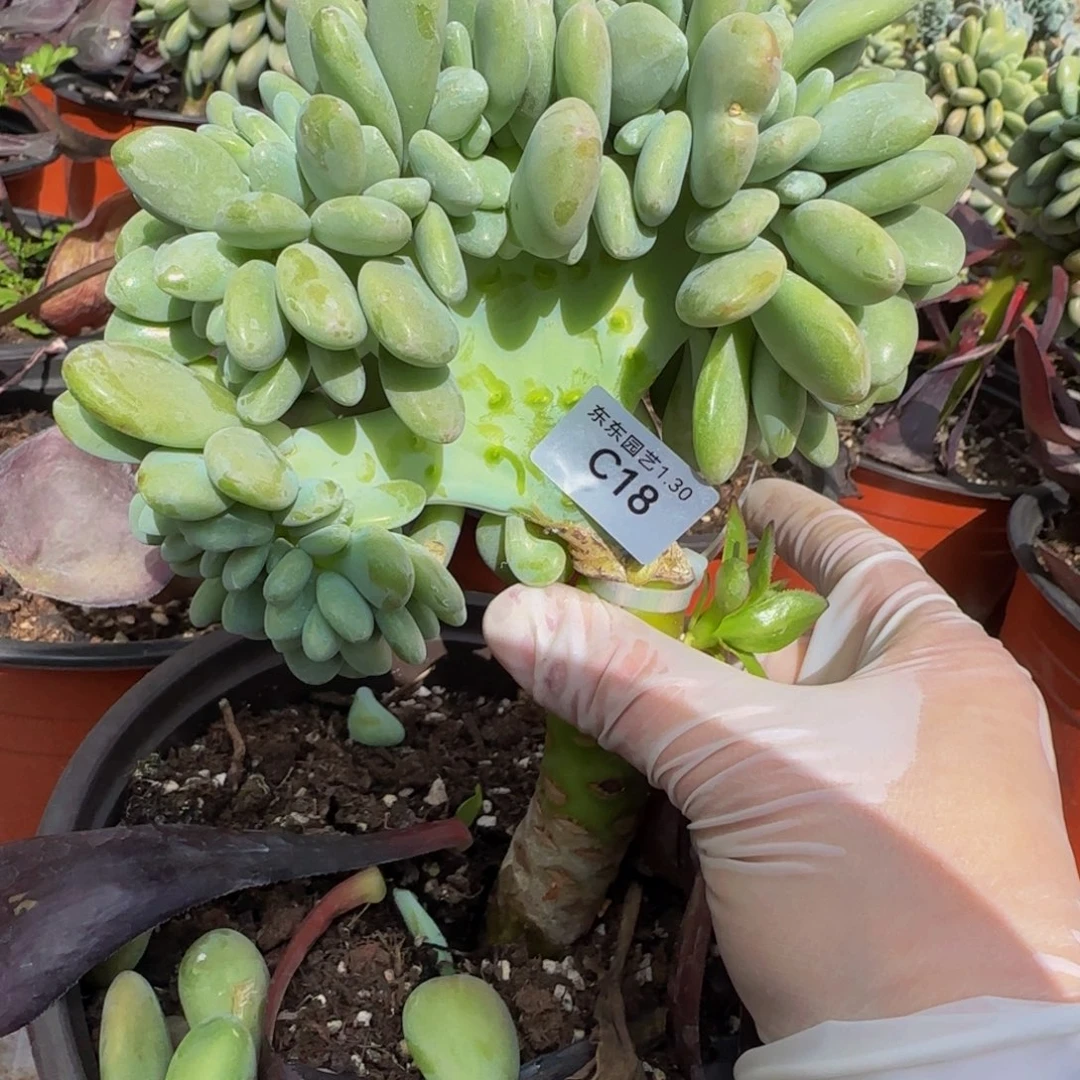 蓝**水c c c c c c c c c 18