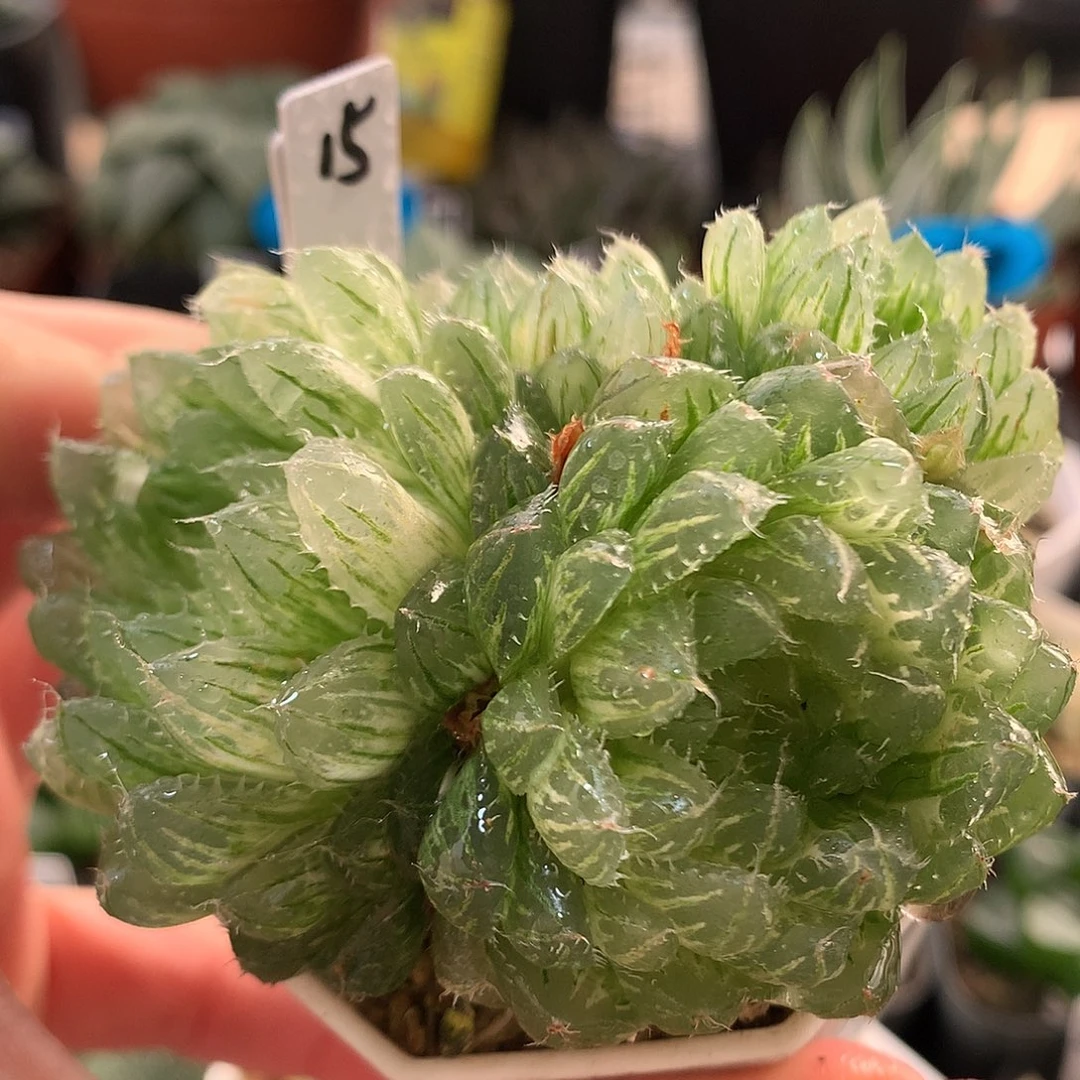 15号群生翠云玉露锦